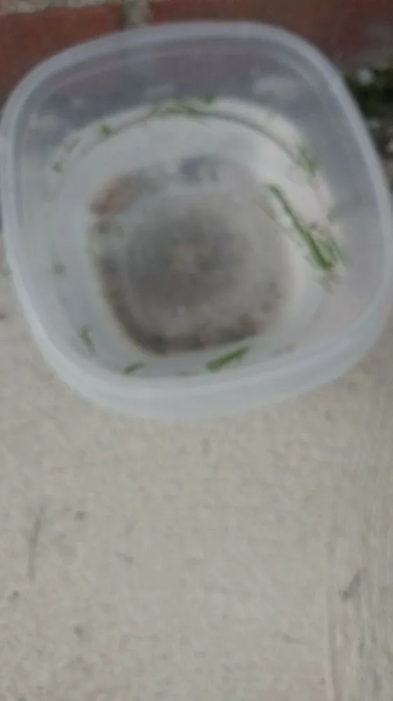 Top-rated outdoor landscaping for homes in Cleveland, OH by Grounds by Coffey