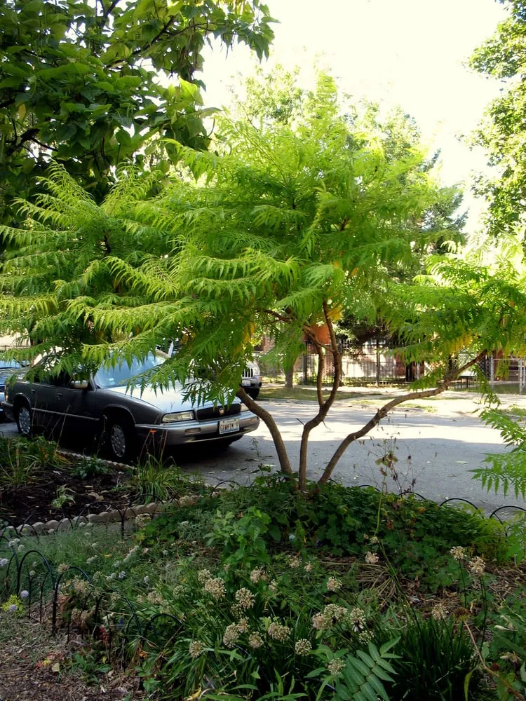 Custom landscape installation in Chicago, IL - Grounds for Growth Landscapes