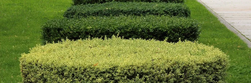 Local outdoor landscaping experts serving Martinez, GA - Grounds Up Residential and Commercial Maintenance