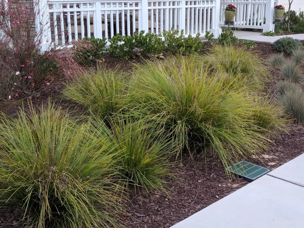 Local lawn care service experts serving Santa Maria, CA - Groundscapes Landscape and Design