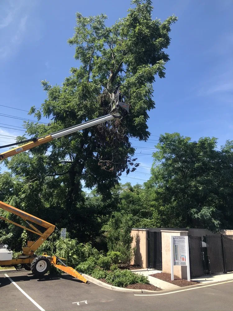 Trusted yard cleanup service in Somerville, NJ - GroundsCare Landscape