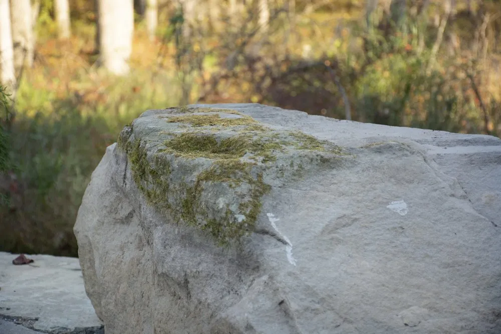 Local landscape design in Baltimore, MD by Groundshog Landscaping