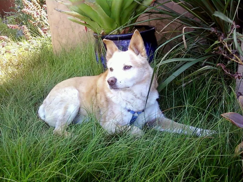 Top-rated landscape design in Encinitas, CA by Groundswell Landscaping