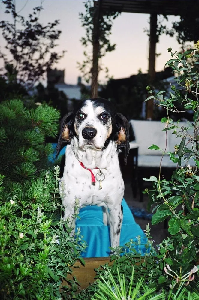 Reliable landscape installation experts serving Brooklyn, NY - Groundworks