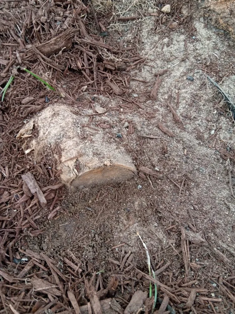 Professional yard maintenance for year-round maintenance across San Luis Obispo, CA - Groundworks Landscape Co