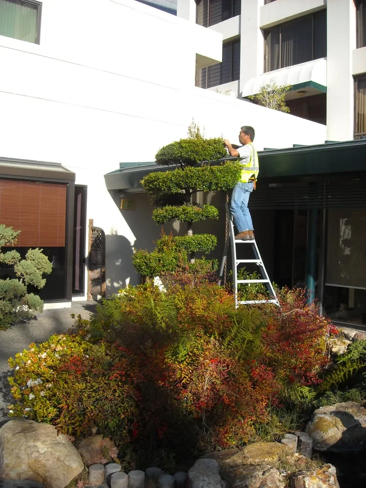 Professional yard maintenance in Torrance, CA by Groundworks Landscape