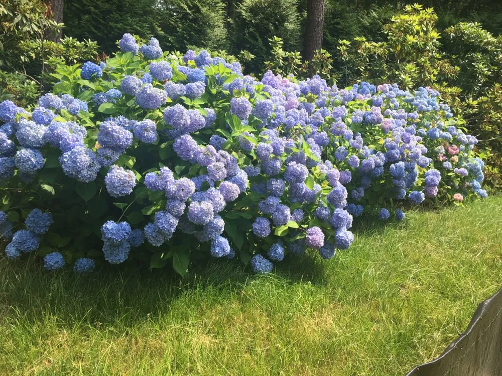 Local yard cleanup service in East Hampton, NY by Groundworks Landscaping