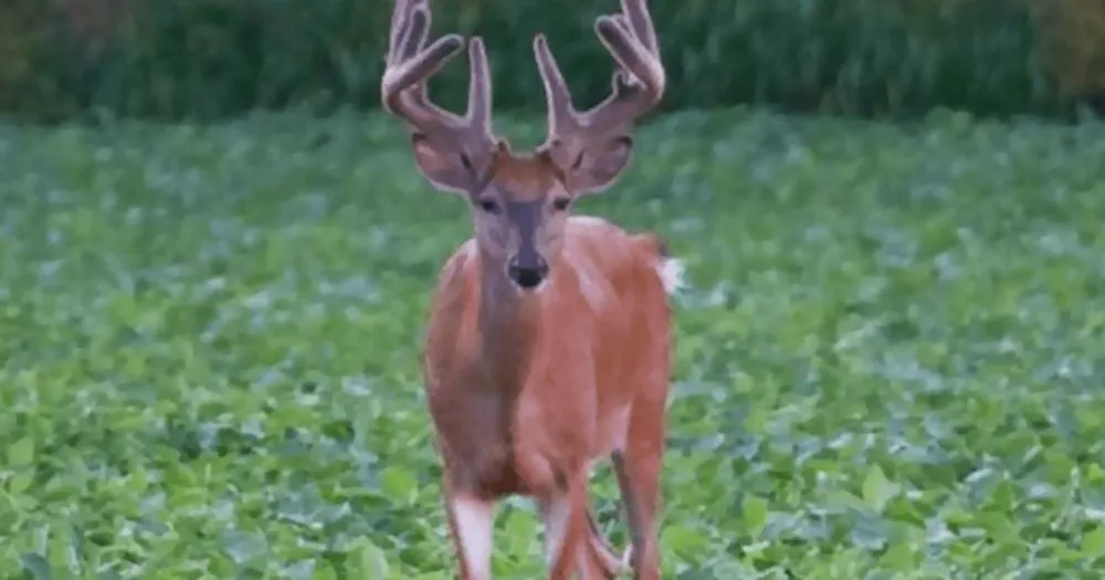 Top-rated yard maintenance experts serving Ludington, MI - GroundWorks MI