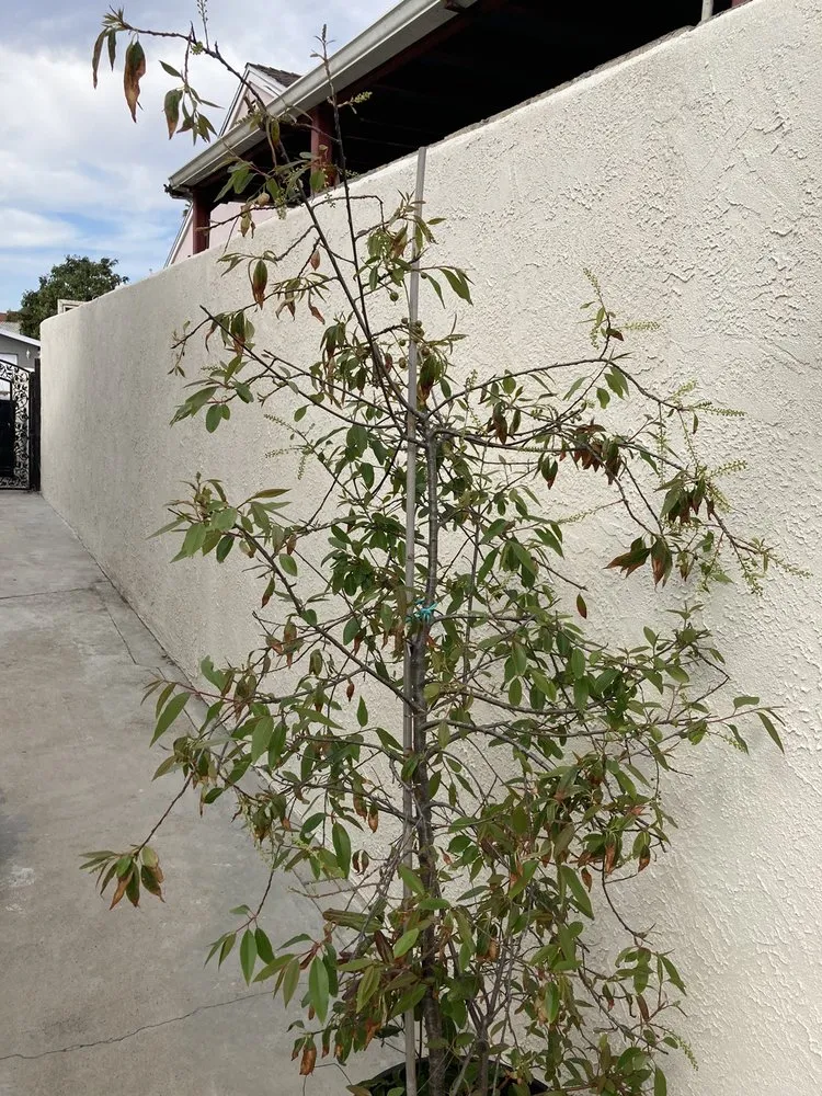 Local yard maintenance in Chula Vista, CA - GroundWorx