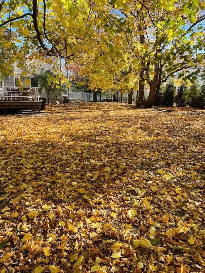 Custom lawn care service in Mastic Beach, NY by Group A Landscape & Design