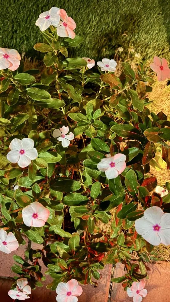 Custom landscaping services for outdoor upgrades across Chula Vista, CA - Grove Lawn Services