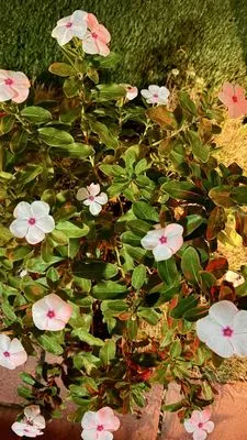 Grove Lawn Services Logo