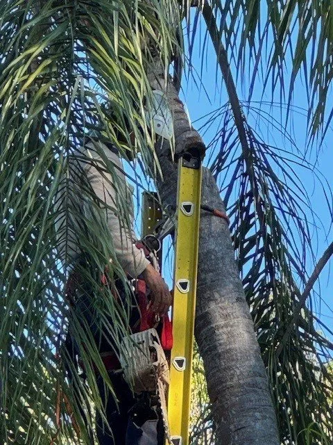 Custom landscaping services in South Miami, FL - Grove Tree Service & Landscaping