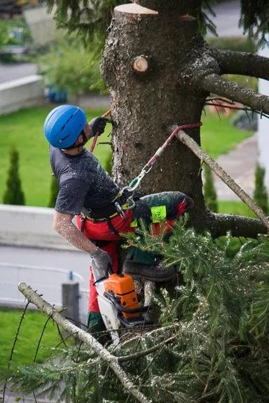 Local garden landscaping in South Miami, FL - Grove Tree Service & Landscaping
