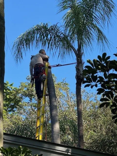 Local landscape installation in South Miami, FL - Grove Tree Service & Landscaping