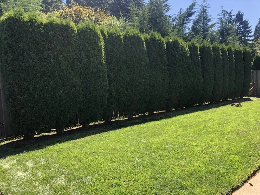 Affordable yard cleanup service in Oregon City, OR - Grover's Landscape Services