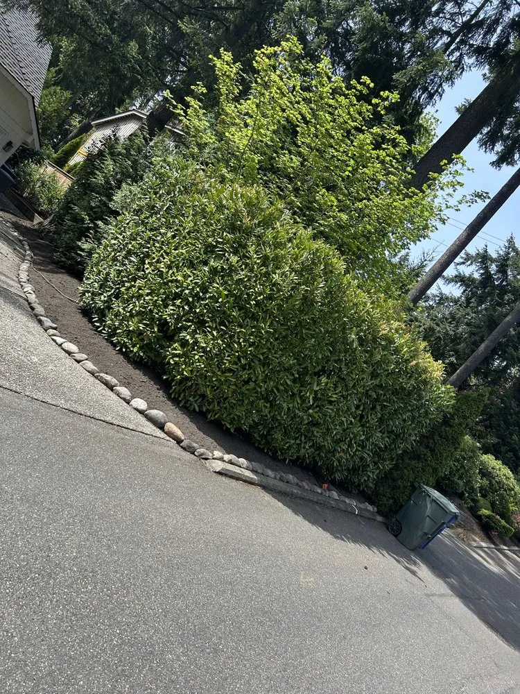 Reliable lawn care service in Seattle, WA - Groview Landscaping