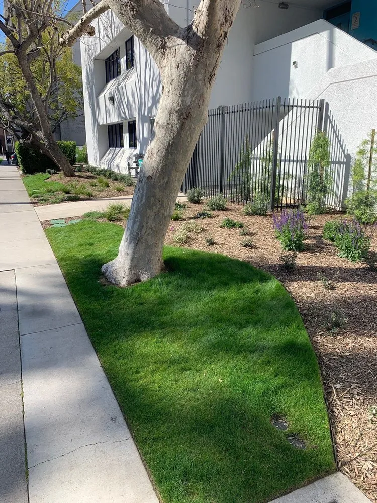 Local yard maintenance in El Monte, CA - Grow Control Landscape