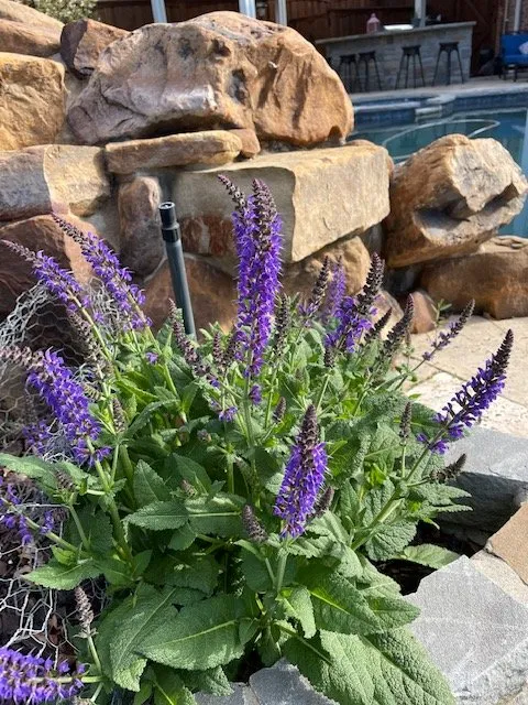 Trusted landscaping services for residential properties across Plano, TX - GROW Edible Landscape Design