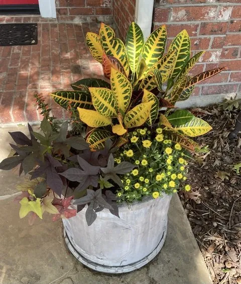 Top-rated lawn care service experts serving Plano, TX - GROW Edible Landscape Design