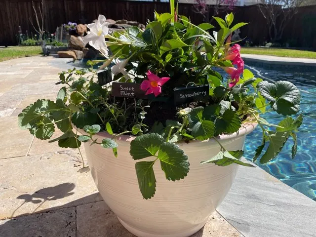 Top-rated garden landscaping experts serving Plano, TX - GROW Edible Landscape Design