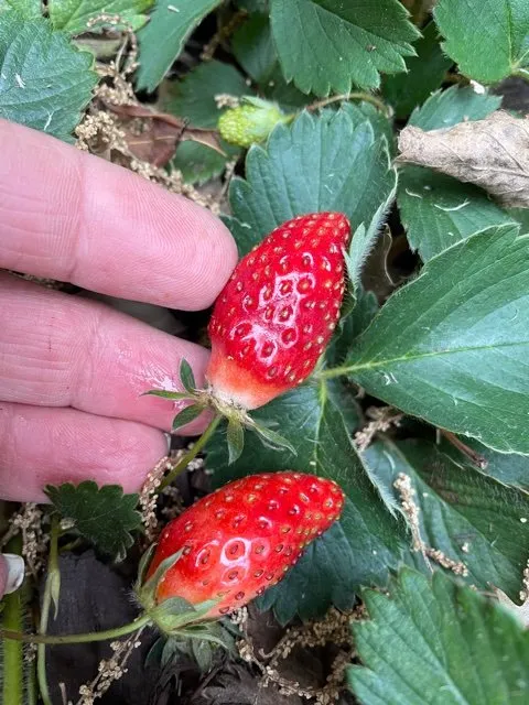 Affordable outdoor landscaping for outdoor upgrades in Plano, TX by GROW Edible Landscape Design