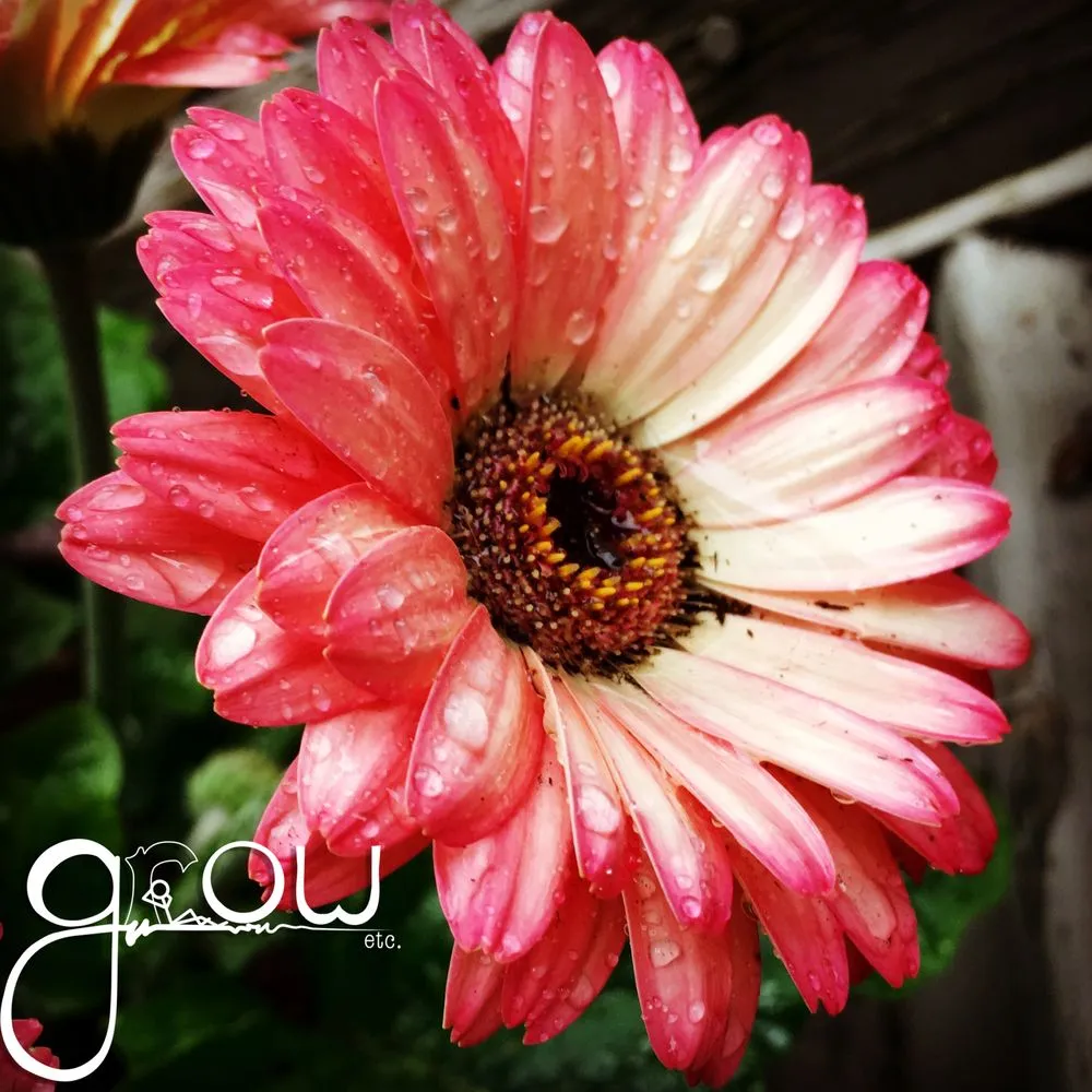 Top-rated lawn care service in Columbus, OH by Grow Innovative Exteriors