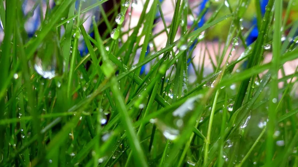 Custom landscape design for outdoor upgrades across Dearborn, MI - Grow It Green-Naturally