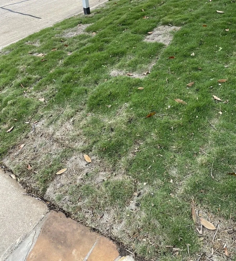 Top-rated yard cleanup service in Coppell, TX by Grow It Land Designs & Garden Center