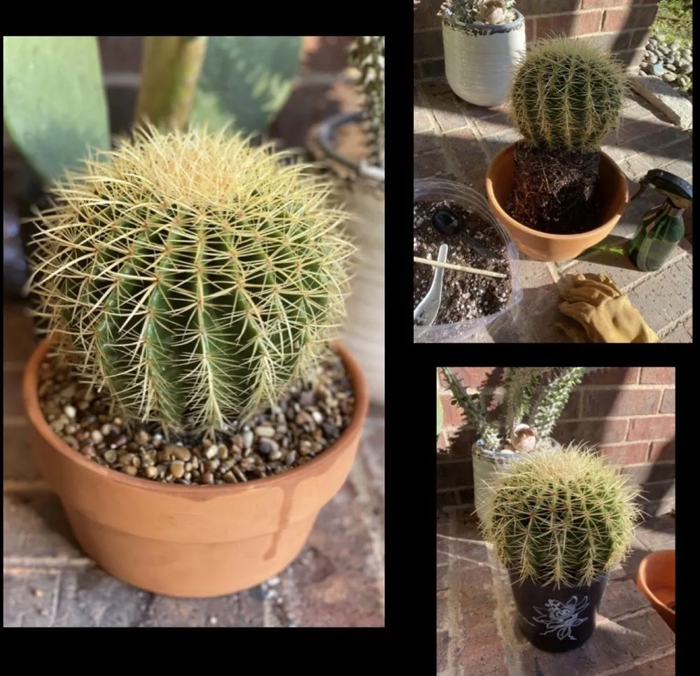 Top-rated yard maintenance in Coppell, TX - Grow It Land Designs & Garden Center