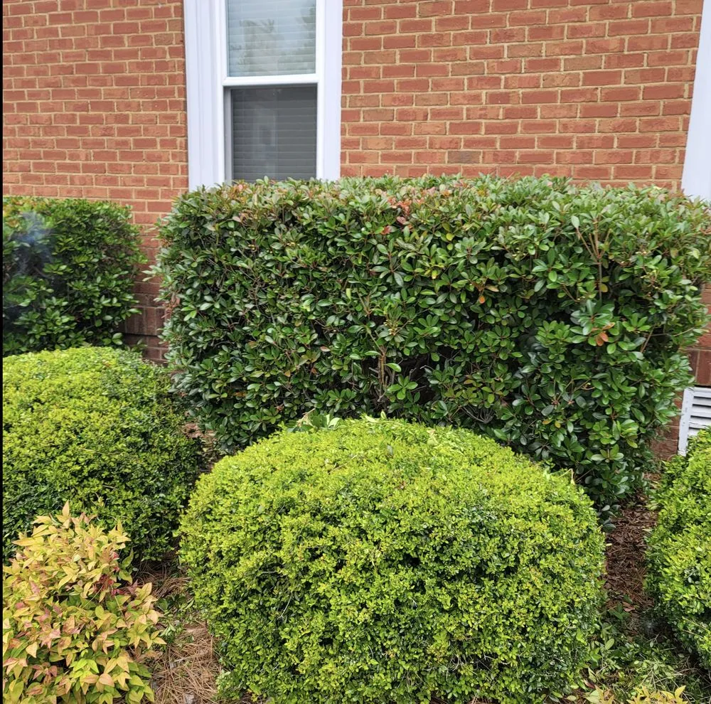 Expert outdoor landscaping for homes in Columbia, SC by Grow It, Mow It