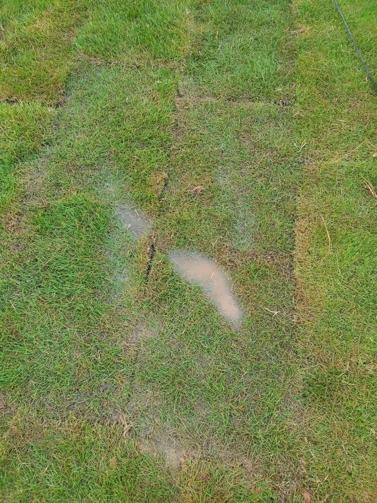 Top-rated outdoor landscaping experts serving Kennesaw, GA - Grow Landscape Solutions