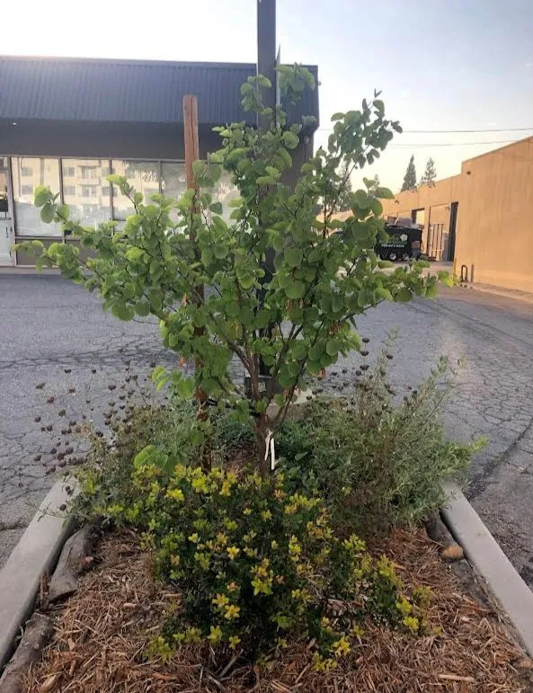 Custom residential landscaping with custom design in Monrovia, CA by Grow Monrovia