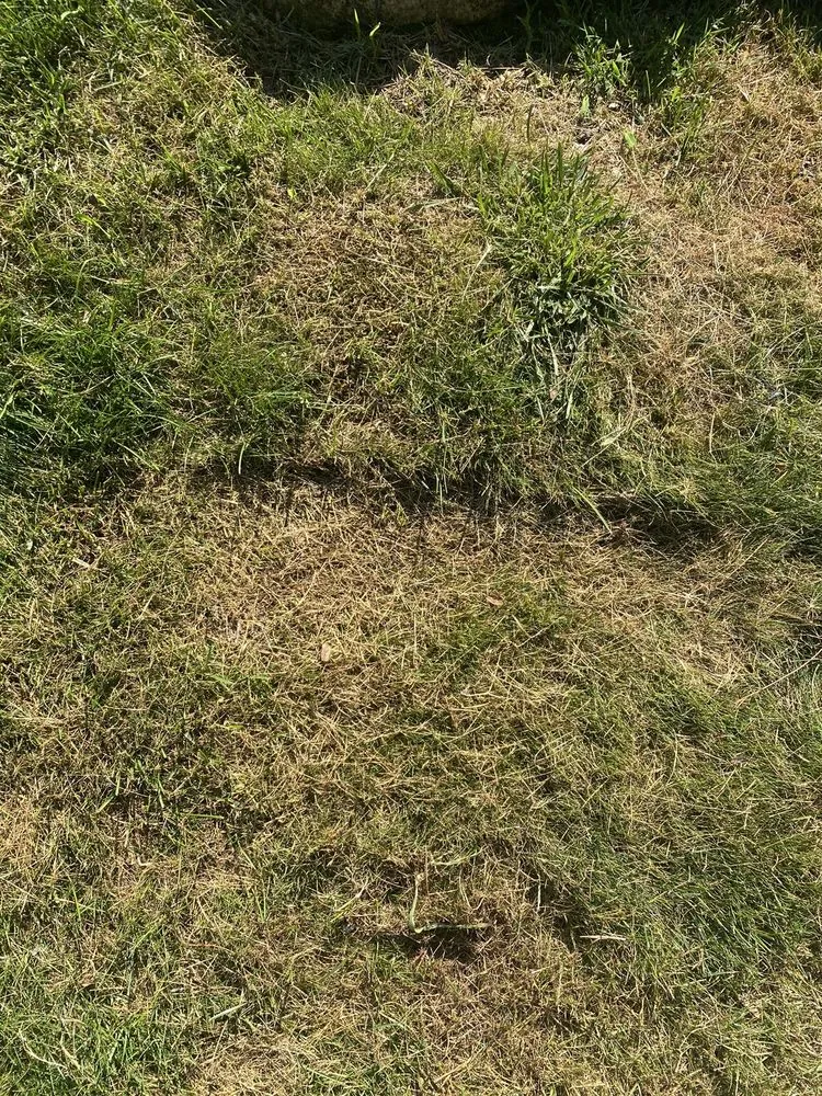 Top-rated lawn care service near you across Trevor, WI - Grow N Mow Landscaping