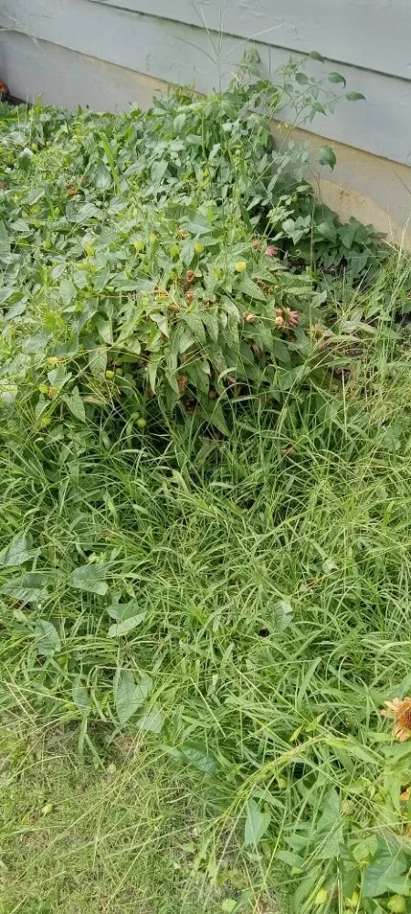 Top-rated landscaping services in Oxford, PA by Grow N Mow