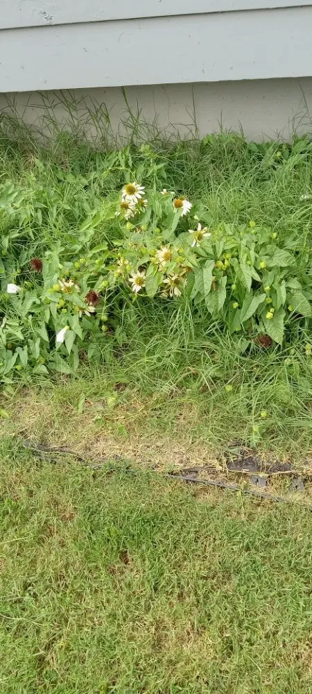 Affordable lawn care service for residential properties across Oxford, PA - Grow N Mow