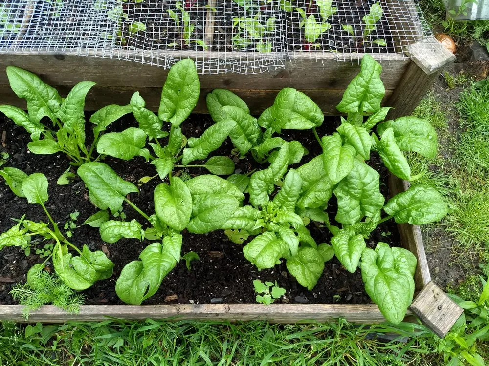 Top-rated landscape installation in Elkins Park, PA - Grow Our Food