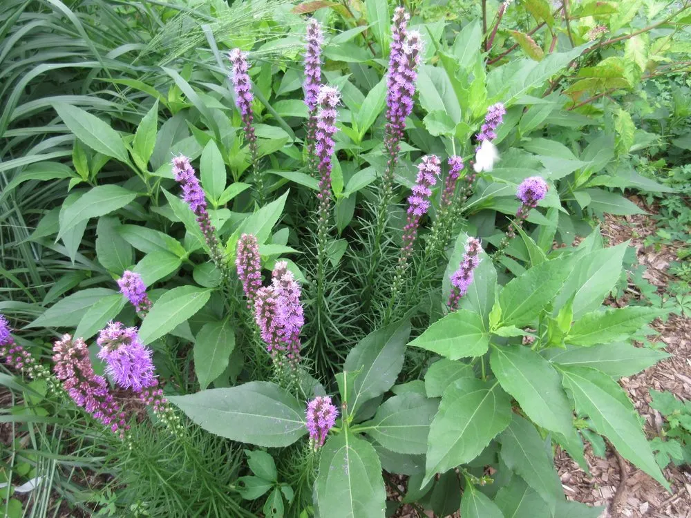 Affordable landscape design experts serving Elkins Park, PA - Grow Our Food