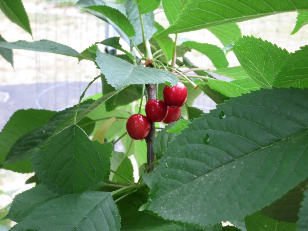 Professional residential landscaping for beautiful yards across Elkins Park, PA - Grow Our Food
