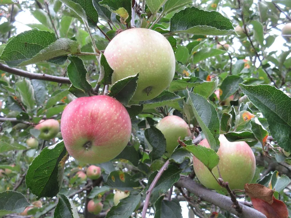 Top-rated landscaping services with custom design across Elkins Park, PA - Grow Our Food