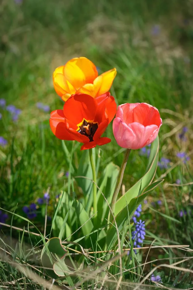 Professional yard maintenance in Kokomo, IN by Grow With Gordon