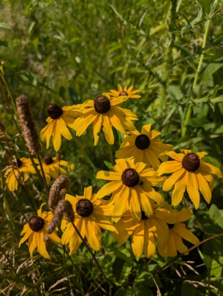 Trusted lawn mowing service in Kokomo, IN - Grow With Gordon