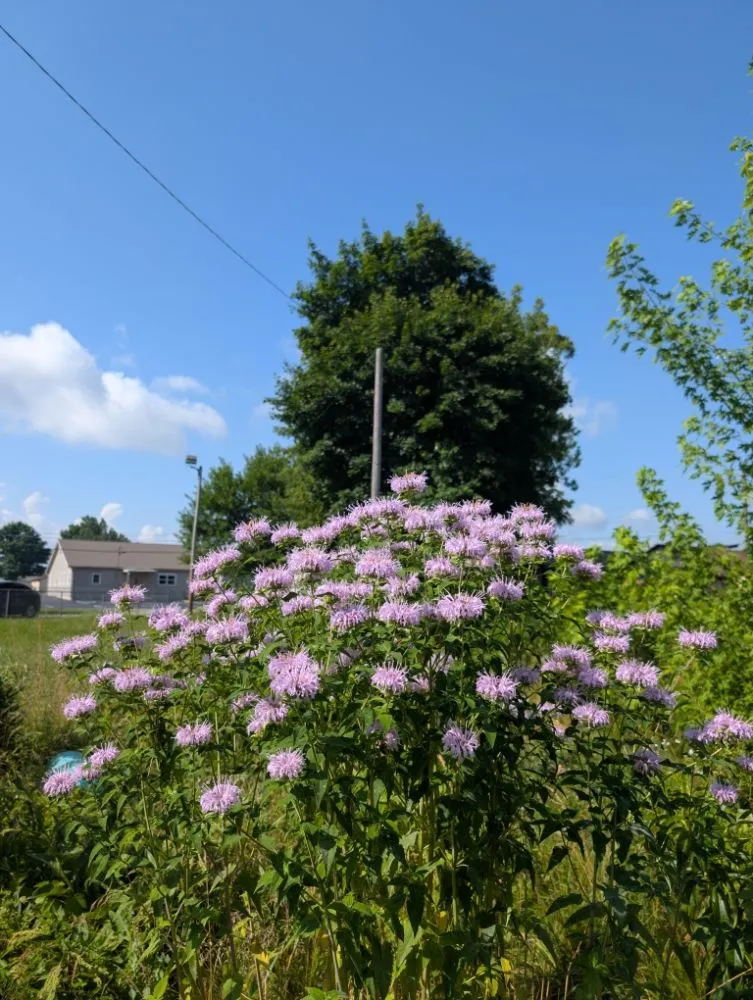 Expert landscape design experts serving Kokomo, IN - Grow With Gordon