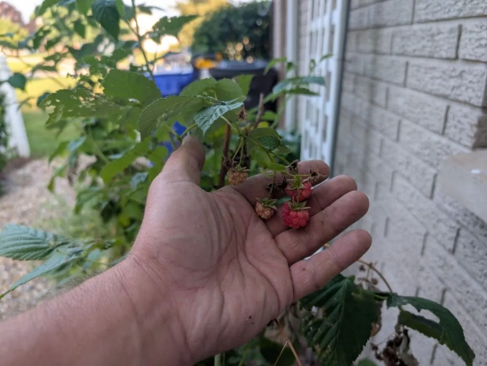 Custom yard cleanup service in Kokomo, IN - Grow With Gordon