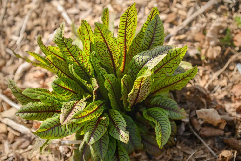 Expert landscape design experts serving Kokomo, IN - Grow With Gordon