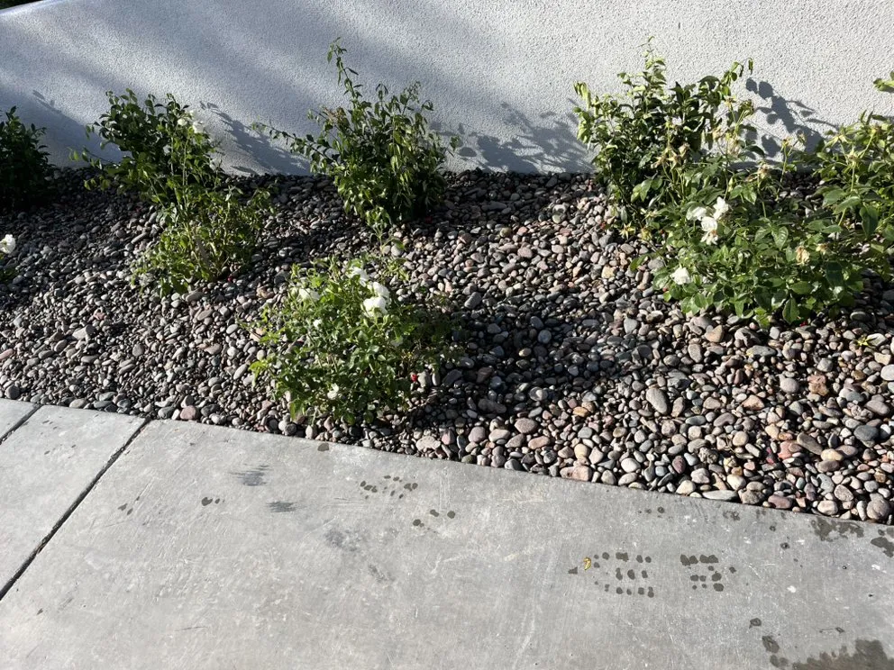 Custom landscaping services near you in North Las Vegas, NV by Growaseed Landscape