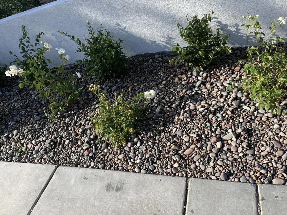 Top-rated landscape design in North Las Vegas, NV - Growaseed Landscape