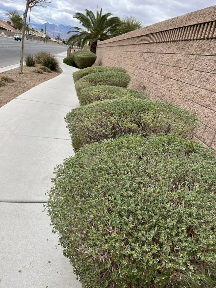 Expert lawn care service for homes in North Las Vegas, NV by Growaseed Landscape