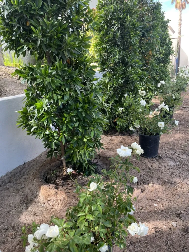 Professional garden landscaping in North Las Vegas, NV by Growaseed Landscape