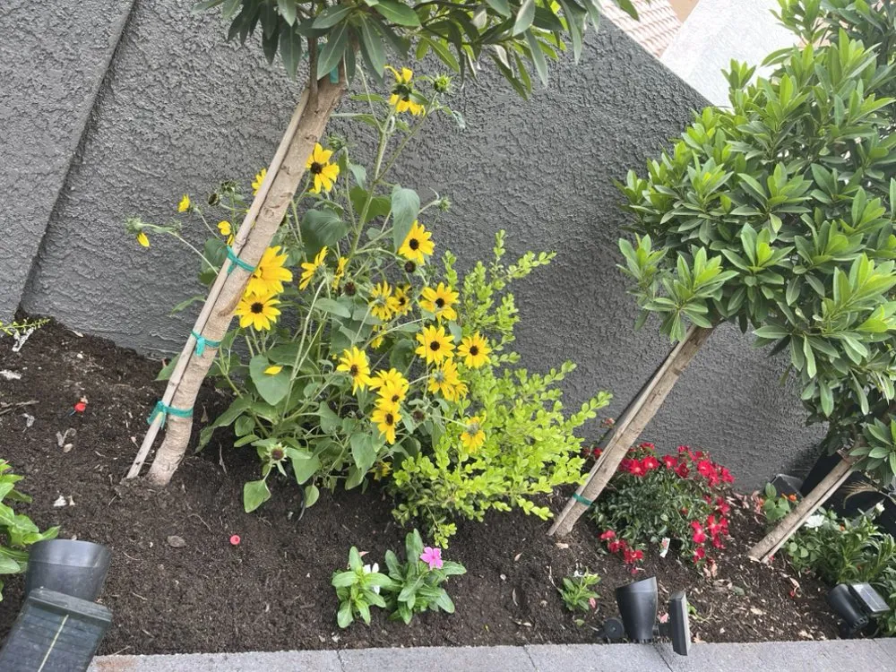 Reliable landscape installation for outdoor upgrades in North Las Vegas, NV by Growaseed Landscape